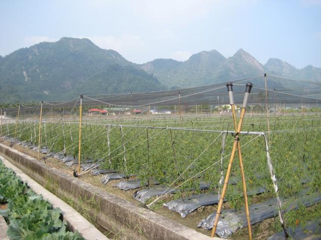 PE無結三股防鳥網 2